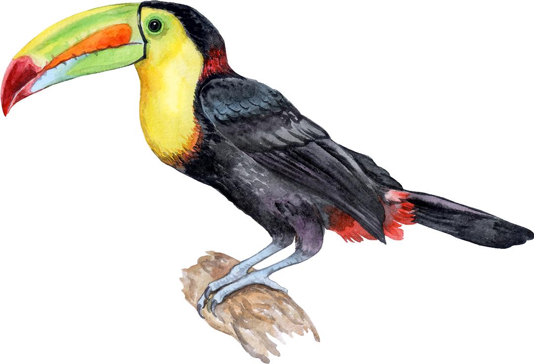 Watercolor Rainbow Toucan Wall Decal Tropical Bird Safari Animal Wall Sticker | DecalBaby