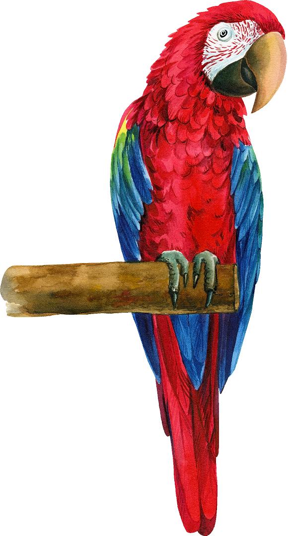Red Macaw Parrot on Branch Wall Decal Safari Removable Fabric Wall Sticker | DecalBaby