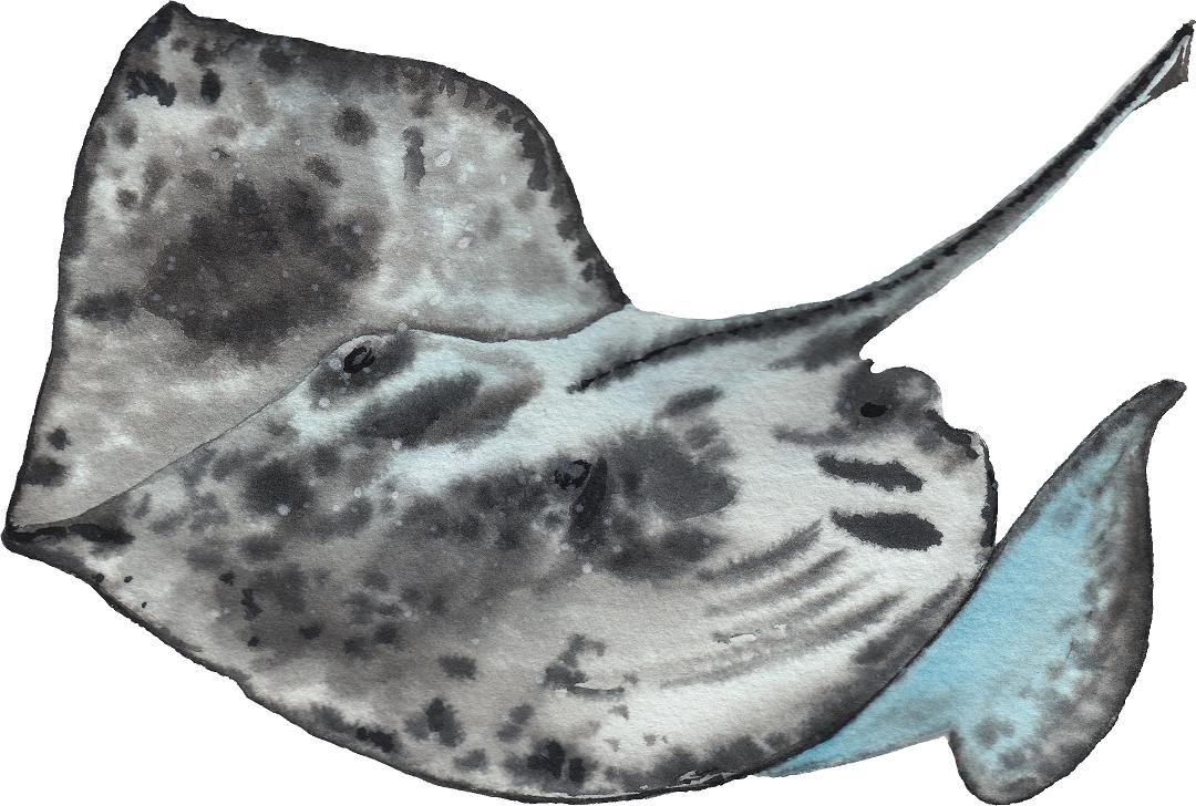 Watercolor Stingray #3 Wall Decal Watercolor Wall Sticker Deep Sea Animal Ocean Fish Removable Fabric Vinyl | DecalBaby