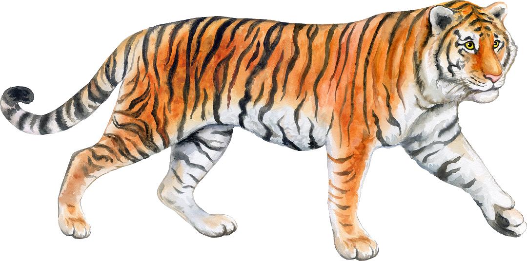Tiger 2 Wall Decal Safari Animal Wall Sticker Removable Fabric Vinyl | DecalBaby