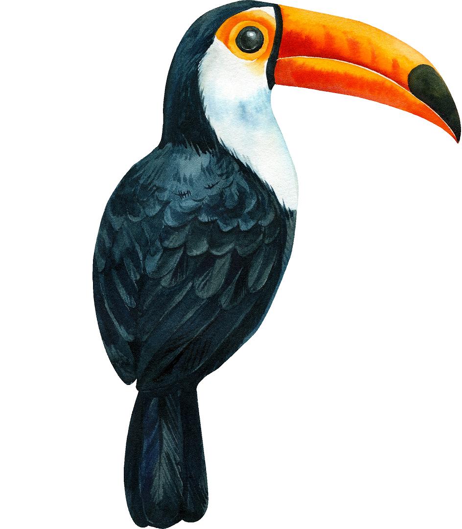Watercolor Toucan Wall Decal Tropical Bird Safari Animal Wall Sticker | DecalBaby