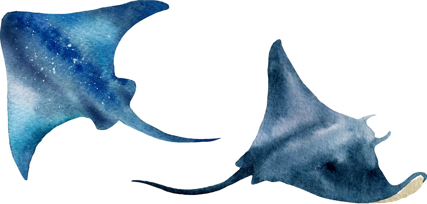 Watercolor Navy Blue Stingrays Wall Decal Set of 2 Sea Ocean Stingray Wall Sticker | DecalBaby