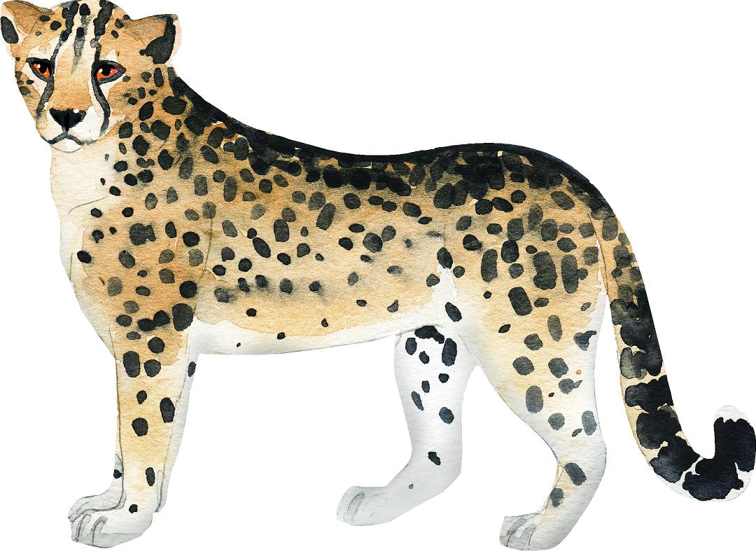 Cheetah Wall Decal Safari Animal Removable Fabric Wall Sticker | DecalBaby