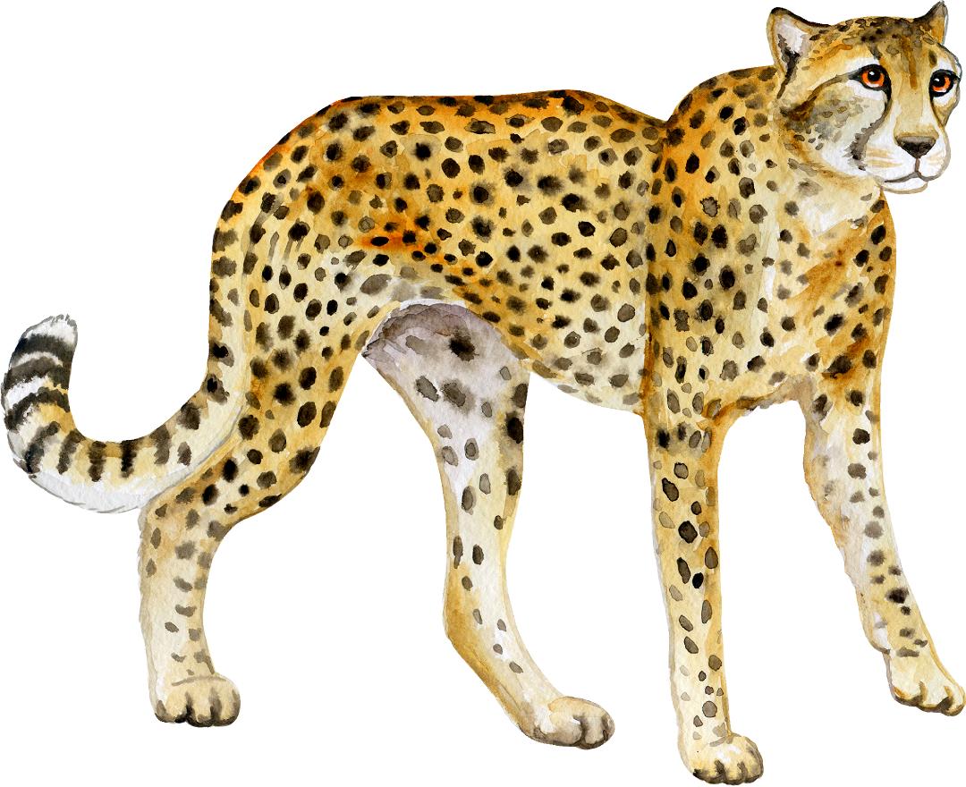 Cheetah #3 Wall Decal Safari Animal Removable Fabric Wall Sticker | DecalBaby
