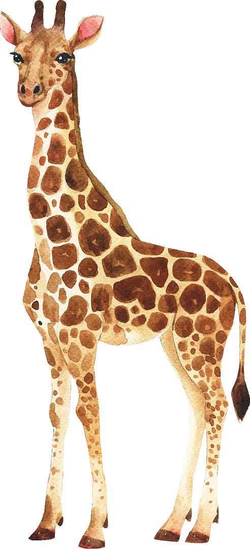 Giraffe Wall Decal African Safari Animal Removable Fabric Wall Sticker | DecalBaby