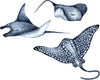 Stingray, Manta Ray & Spotted Eagle Ray Wall Decal Set of 3, Watercolor Navy Stingrays Wall Sticker Sea Ocean Fish | DecalBaby