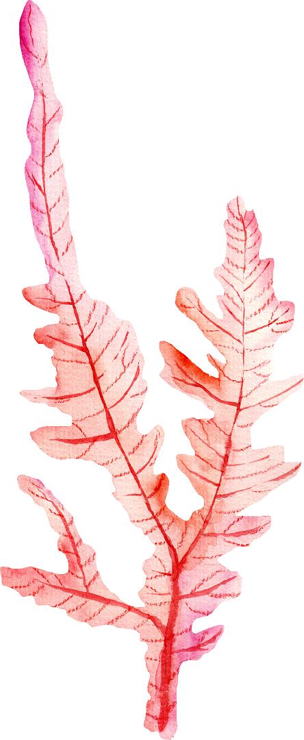 Watercolor Pink Seaweed Wall Decal Sea Life Marine Algae Coral Deep Sea Ocean Wall Sticker | DecalBaby