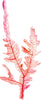 Load image into Gallery viewer, Watercolor Pink Seaweed Wall Decal Sea Life Marine Algae Coral Deep Sea Ocean Wall Sticker | DecalBaby