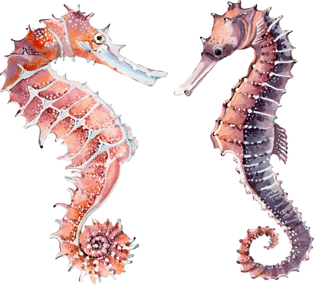 Whimsical Seahorse Wall Decal Set of 2 Removable Fabric Wall Sticker | DecalBaby
