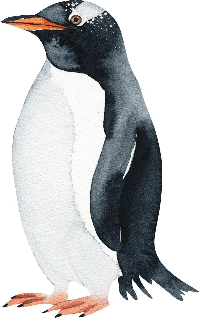 Gentoo Penguin Wall Decal Removable Fabric Wall Sticker | DecalBaby