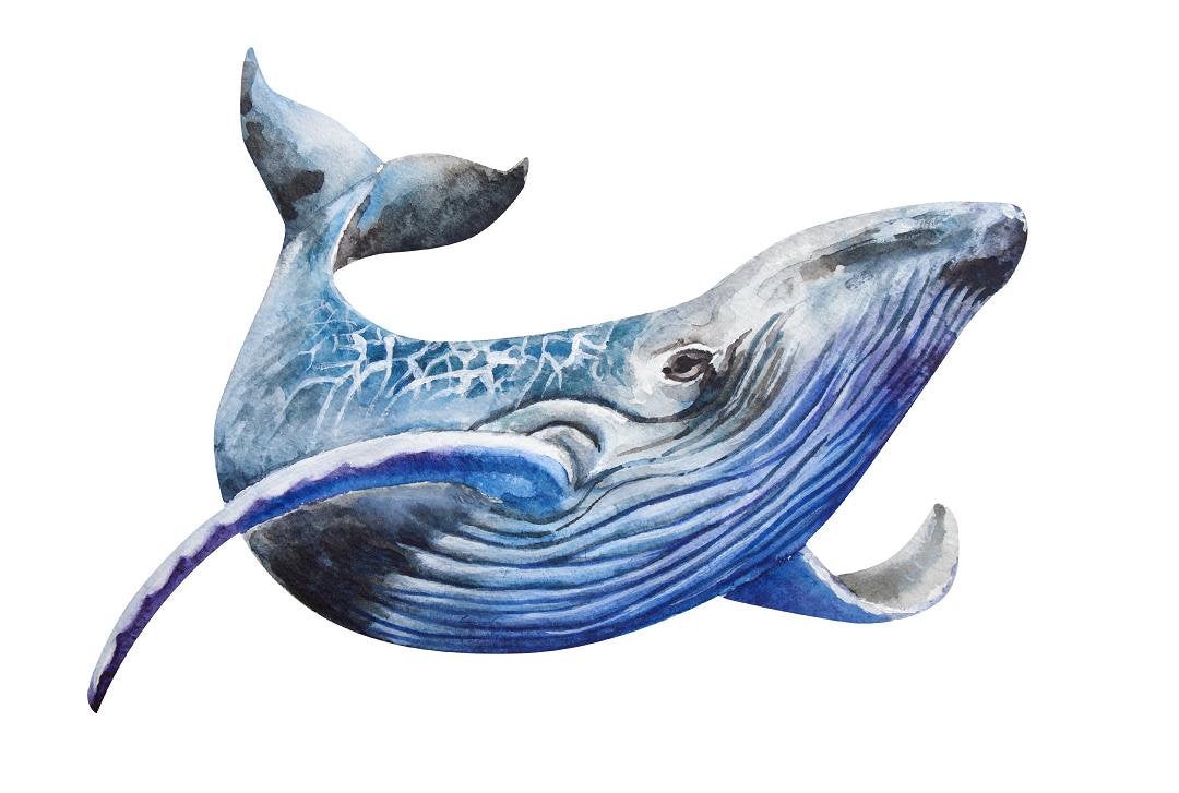 Humpback Whale #1 Wall Decal Removable Watercolor Sea Animal Fabric Vinyl Wall Sticker