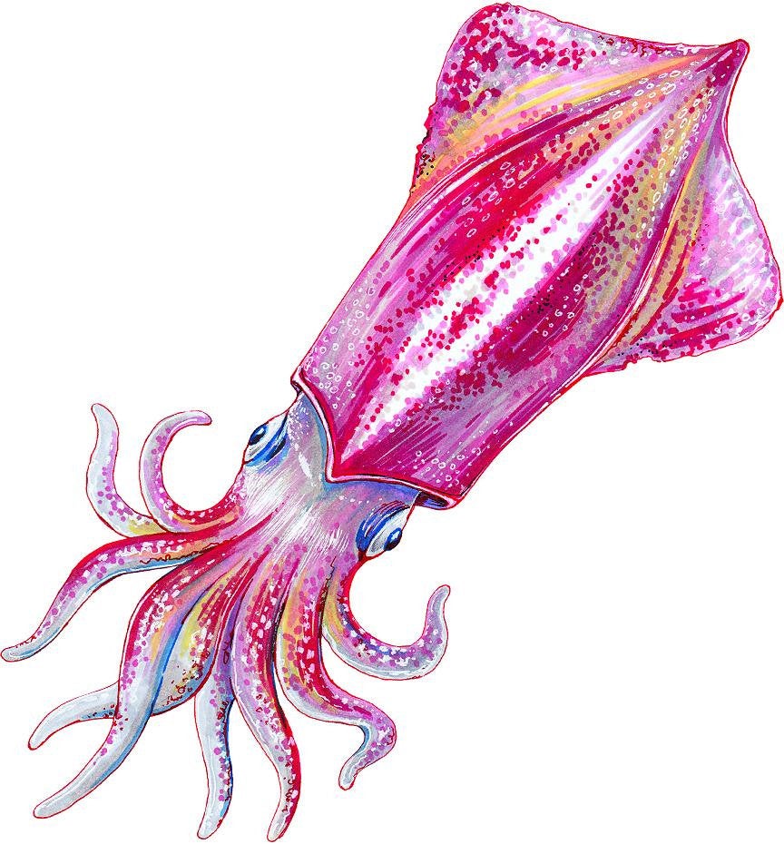 Watercolor Squid Wall Decal Removable Pink/Red Squid Sea Animal Fabric Vinyl Wall Sticker