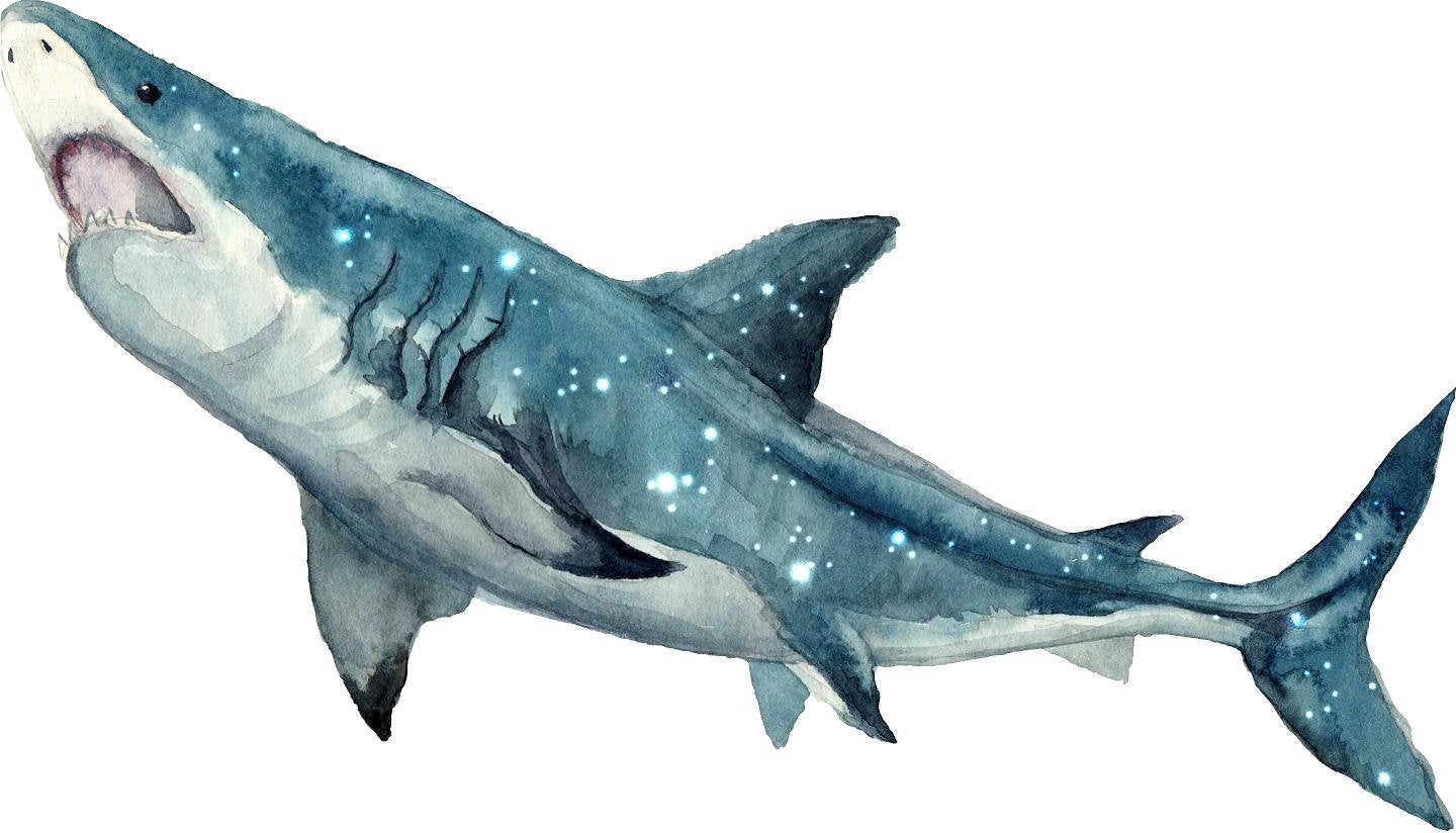 Watercolor Galaxy Shark Wall Decal Removable Sea Animal Fabric Vinyl Wall Sticker
